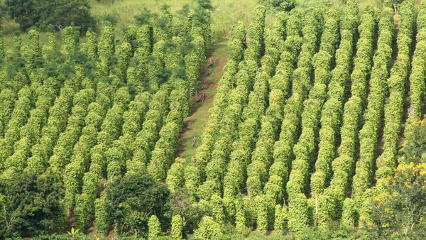 Canh Tác Hồ Tiêu Bền Vững – Giải Pháp Cho Nền Nông Nghiệp An Toàn