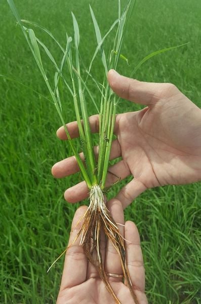 Lúa sạch – năng suất cao: Nông dân có lời nhờ phân sinh học?