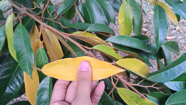 Các Dấu Hiệu Cây Cần Phục Hồi Rễ Sau Thu Hoạch?