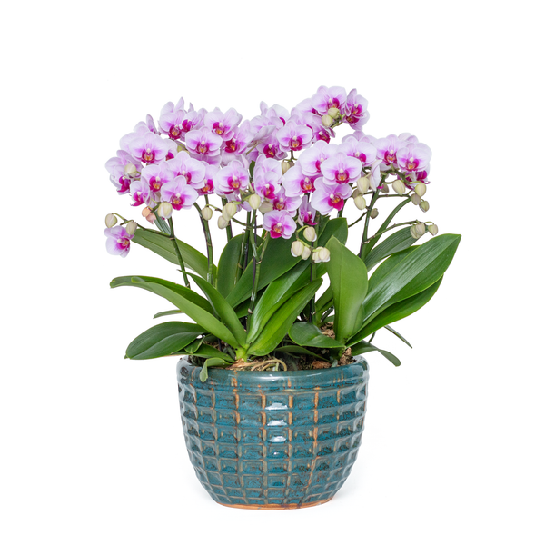 Trồng lan dễ sống – rễ khỏe nhờ vỏ dừa cắt