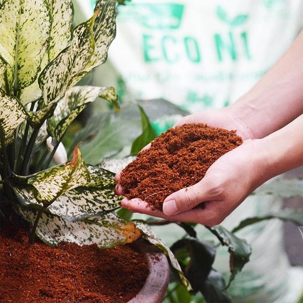 Cà Phê Bền Vững Bắt Đầu Từ Giá Thể Mụn Dừa