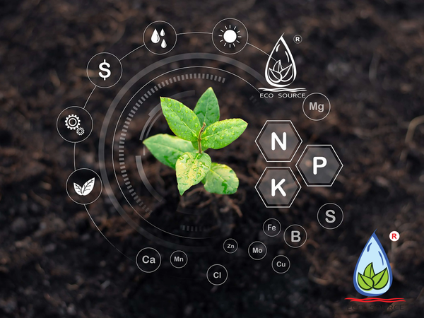 Hướng Dẫn Cải Tạo Đất Trồng Rau Sạch Tại Nhà – Bí Quyết Từ Nguồn Sinh Thái