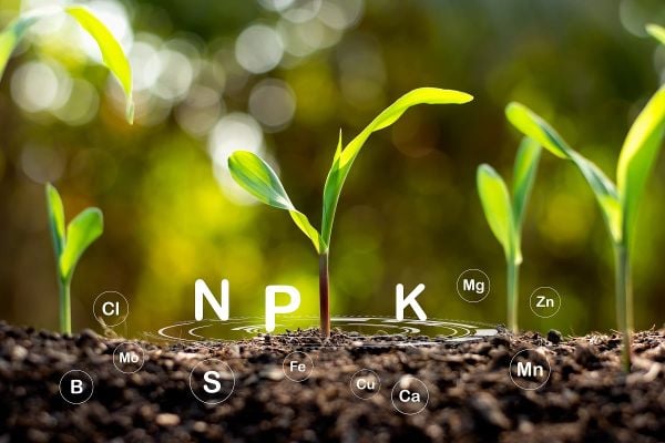 Tại Sao Dùng Phân Hóa Học Nhiều Năm Đất Lại Càng Xấu Đi?