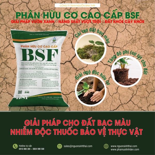 LÀM CÀ PHÊ SẠCH – XU HƯỚNG XUẤT KHẨU & GIÁ TRỊ LÂU DÀI