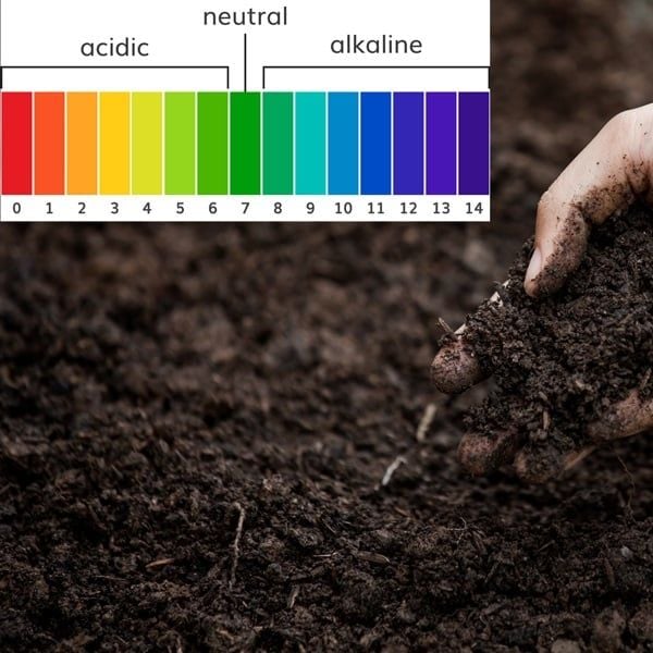 Nguy cơ từ phân bón lậu chứa Cadimi