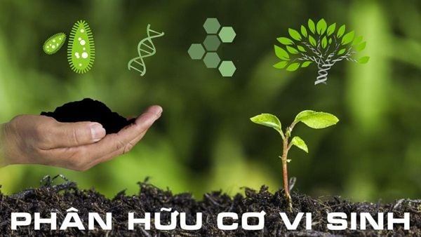 Hướng Dẫn Cải Tạo Đất Trồng Rau Sạch Tại Nhà – Bí Quyết Từ Nguồn Sinh Thái