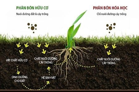 Tại Sao Dùng Phân Hóa Học Nhiều Năm Đất Lại Càng Xấu Đi?