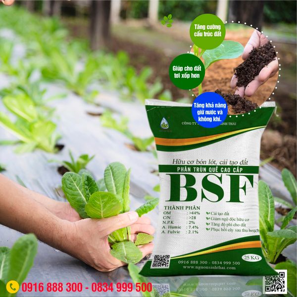 KỸ THUẬT TRỒNG CHANH DÂY ĐẠT NĂNG SUẤT CAO TỪ GIAI ĐOẠN CHUẨN BỊ ĐẾN THU HOẠCH