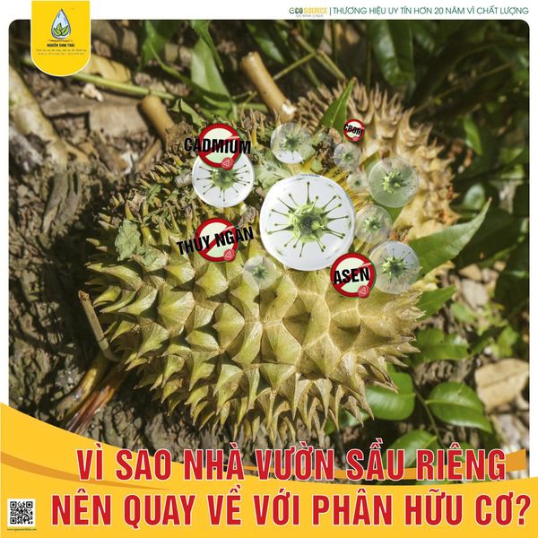 VÌ SAO NHÀ VƯỜN SẦU RIÊNG NÊN QUAY VỀ VỚI PHÂN HỮU CƠ?