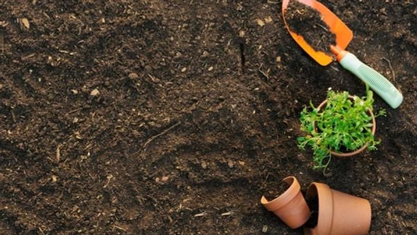 Hướng Dẫn Cải Tạo Đất Trồng Rau Sạch Tại Nhà – Bí Quyết Từ Nguồn Sinh Thái