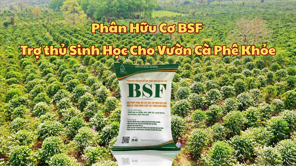 Phân Hữu Cơ BSF – Trợ thủ Sinh Học Cho Vườn Cà Phê Khỏe