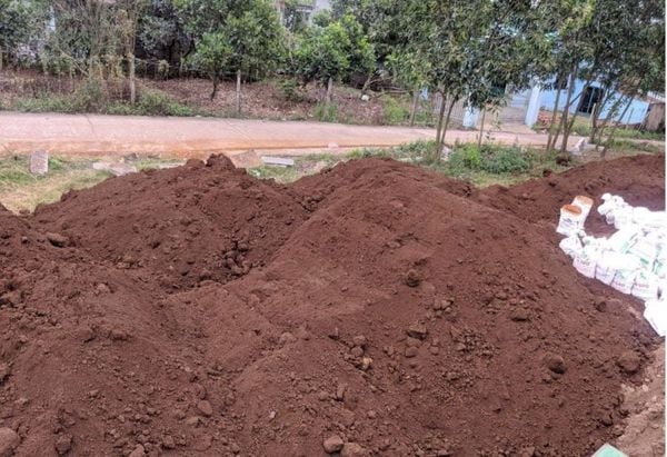 Đất phù sa trồng cây gì? Đặc điểm, phân loại và cách cải tạo để đạt năng suất cao