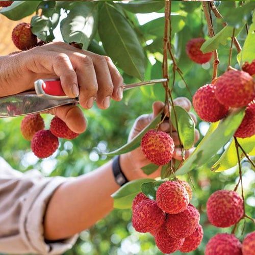 Giải Pháp Phục Hồi Cây Vải Thiều Sau Thu Hoạch: Cải Tạo Đất, Nuôi Lộc Khỏe Cho Mùa Mới