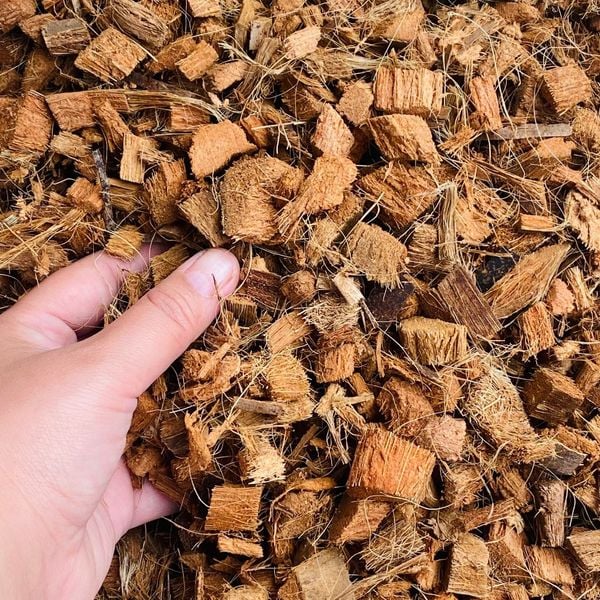 Trồng lan dễ sống – rễ khỏe nhờ vỏ dừa cắt