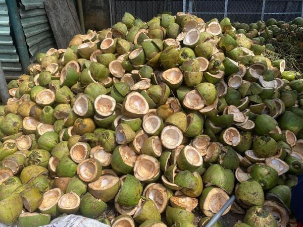 Sự Khác Biệt Giữa Mụn Dừa Từ Vỏ Dừa Khô Và Vỏ Dừa Tươi – Chọn Loại Nào Tốt Hơn?