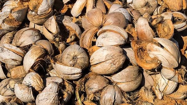 Sự Khác Biệt Giữa Mụn Dừa Từ Vỏ Dừa Khô Và Vỏ Dừa Tươi – Chọn Loại Nào Tốt Hơn?