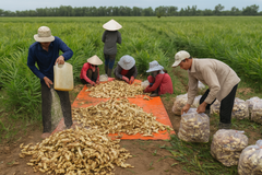 Đối tác lớn cần gừng cạo vỏ – tinh dầu gừng nguyên liệu: đây là điều Gừng Trí Đức làm khác biệt
