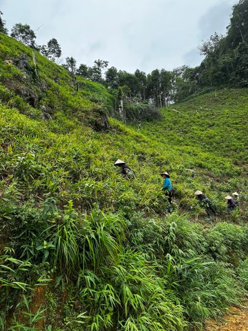 Trồng gừng sẻ ta ruột vàng – Giải pháp an toàn và bền vững cho người làm nông thực thụ
