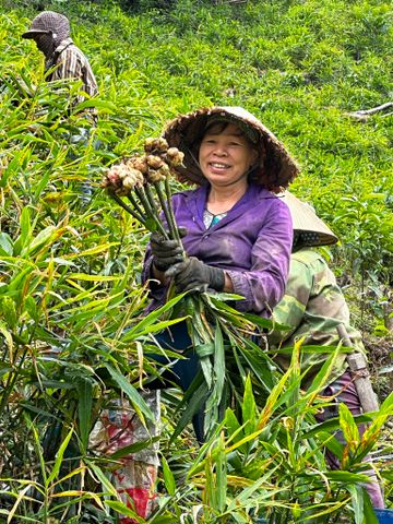 Phân biệt gừng giống chất lượng và gừng giống kém – Chìa khóa cho vụ mùa bội thu