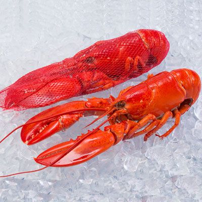 𝑽𝒊𝒄𝒕𝒐𝒓𝒊𝒂'𝒔 𝑳𝒐𝒃𝒔𝒕𝒆𝒓𝒔 - 𝑻𝒂𝒔𝒕𝒆 𝒕𝒉𝒆 𝒔𝒂𝒗𝒐𝒖𝒓 𝒐𝒇 𝒏𝒂𝒕𝒖𝒓𝒆