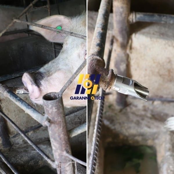 Vòi béc nước cho lợn uống