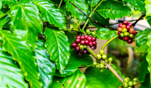 Sản xuất cà phê bền vững có chứng nhận kiểm tra