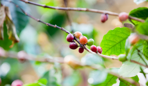 Cách phòng trị bệnh khô cành khô quả cho cây cà phê