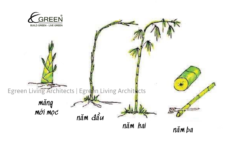 Tuy nhiên, quy trình Áp Lực Chân Không không phải là điều dễ dàng để thực hiện. Đòi hỏi sự chuyên nghiệp, kiến thức kỹ thuật cao cũng như nguồn lực đầu tư lớn từ các doanh nghiệp. Điều này tạo nên sự đặc biệt và chỉ có những công ty mạnh, có nền tảng kỹ thuật và tài chính vững mạnh mới có thể triển khai thành công phương pháp này. Egreen Living đã là một trong những đơn vị tiên phong và đầu tư hàng đầu tại Việt Nam cho quy trình xử lý tre Áp Lực Chân Không này.