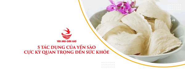 5 Tác Dụng Của Yến Sào Cực Kỳ Quan Trọng Đến Sức Khỏe