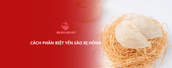 Cách phân biệt yến sào khi không dùng được nữa