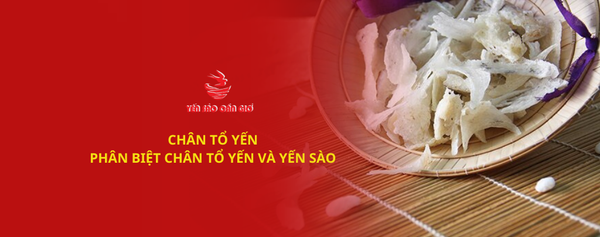 Chân yến là gì? Phân biệt tổ yến và chân yến