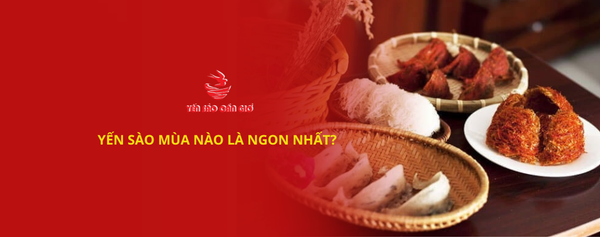 Yến sào mùa nào là ngon nhất trong năm?