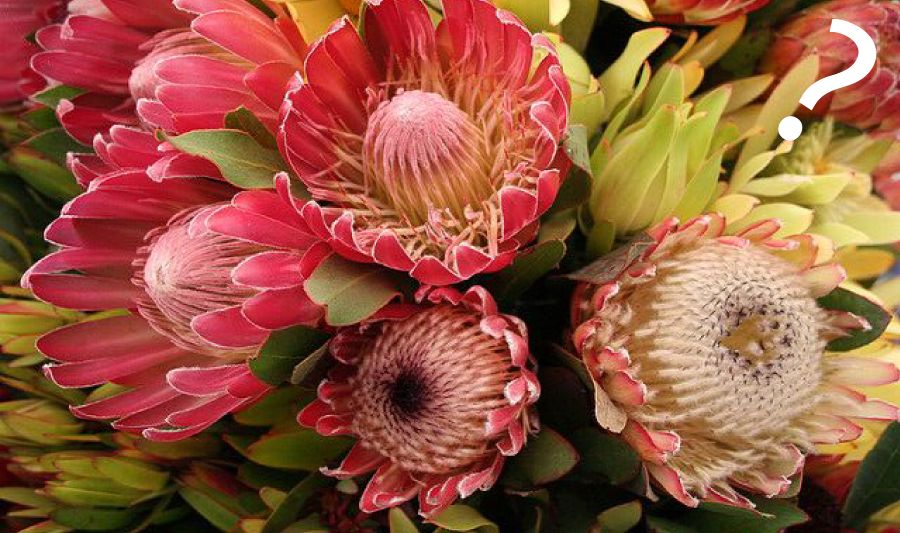 5 cách giúp bạn giữ hoa tươi lâu hơn