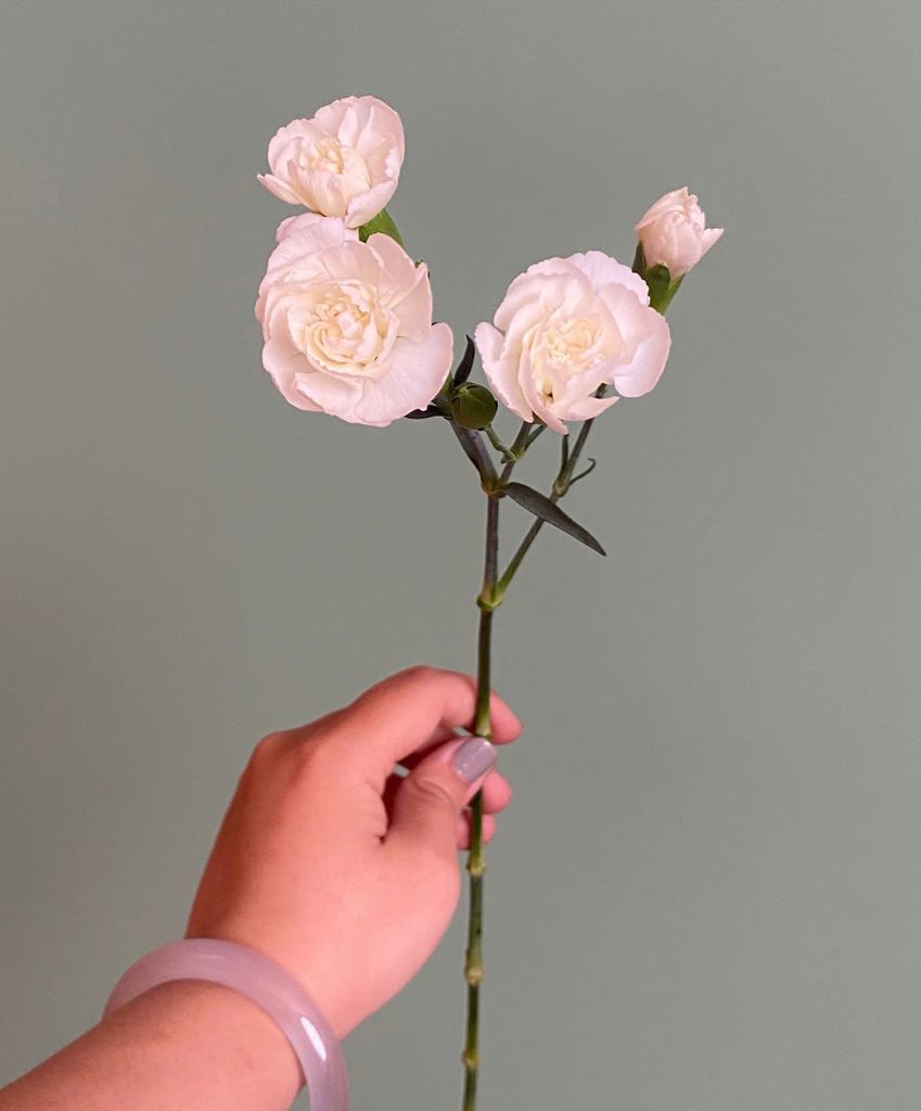 Cẩm chướng chùm