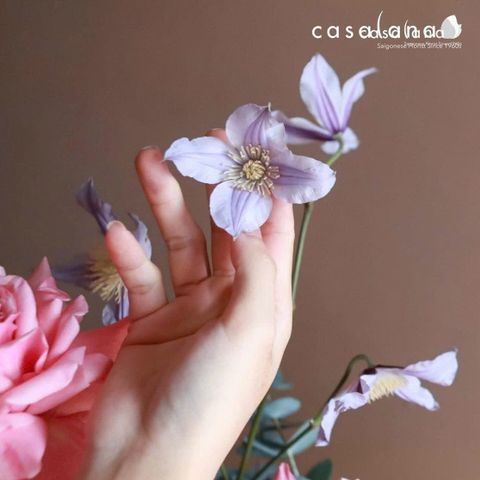 Hoa Ông Lão Clemantis