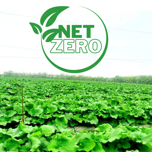 Net zero là gì…và làm thế nào để đạt được.