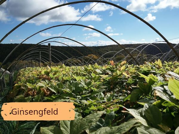 Có bao nhiêu vùng trồng nhân sâm ở Canada?