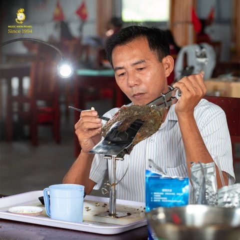Thu hoạch 10.125 trai Maxima – Đợt thu hoạch năm 2025 của Ngọc Hiền