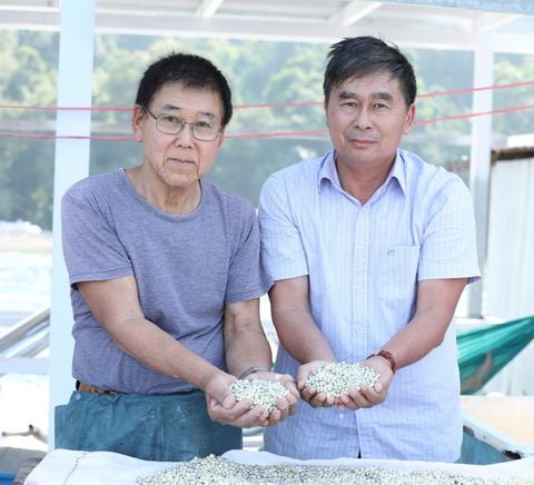Chuyên gia Nhật Bản nói gì về chất lượng ngọc trai Ngọc Hiền?