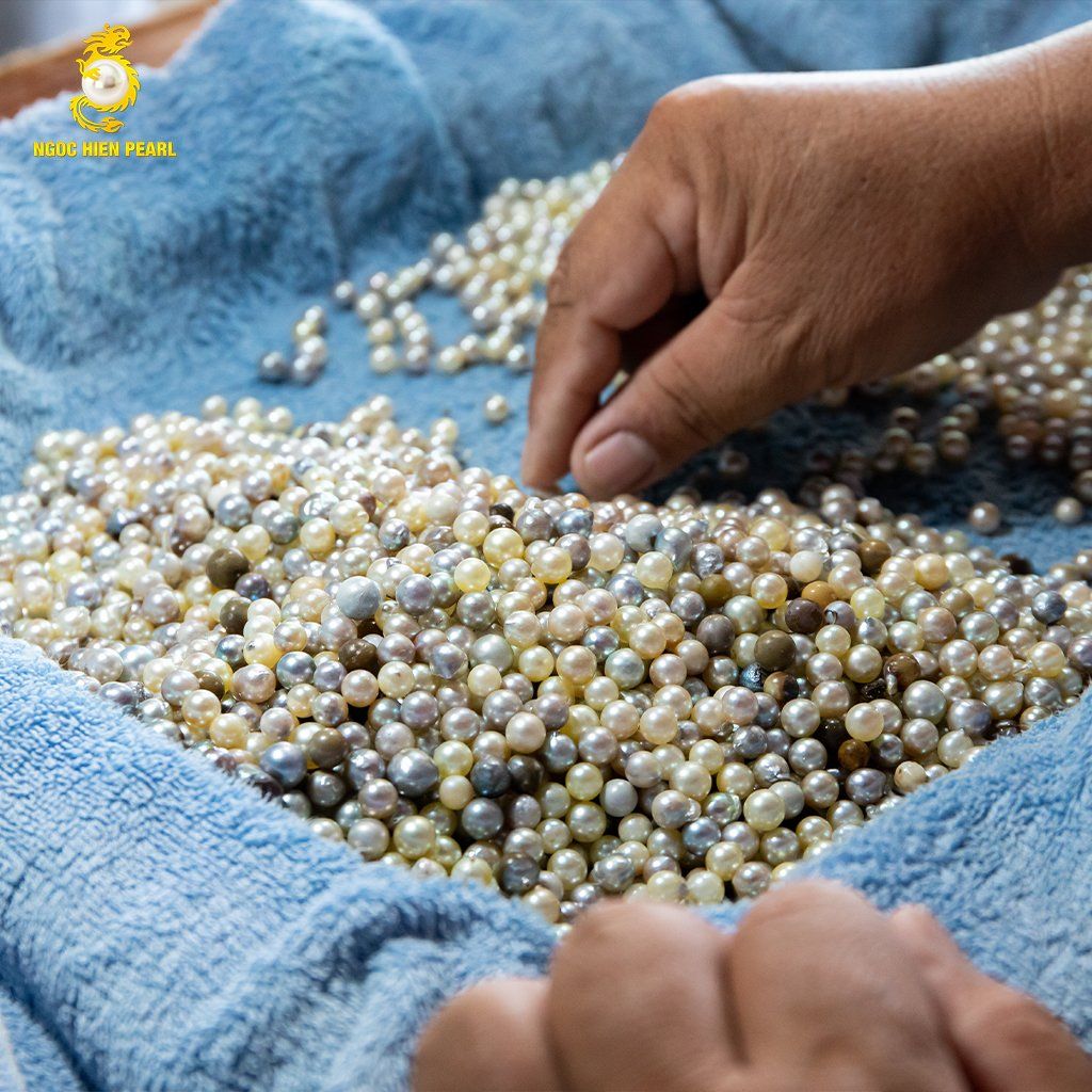 Thu hoạch 134.000 ngọc trai Akoya tại Phú Quốc – Chạm tay đến viên ngọc quý cùng Ngoc Hien Pearl