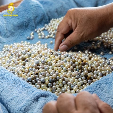 Thu hoạch 134.000 ngọc trai Akoya tại Phú Quốc – Chạm tay đến viên ngọc quý cùng Ngoc Hien Pearl