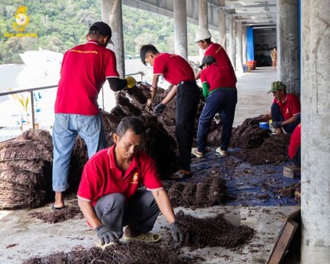 Thu hoạch 250.000 trai Akoya tại Phú Quốc – Vụ mùa đầu năm 2025 của Ngoc Hien Pearl