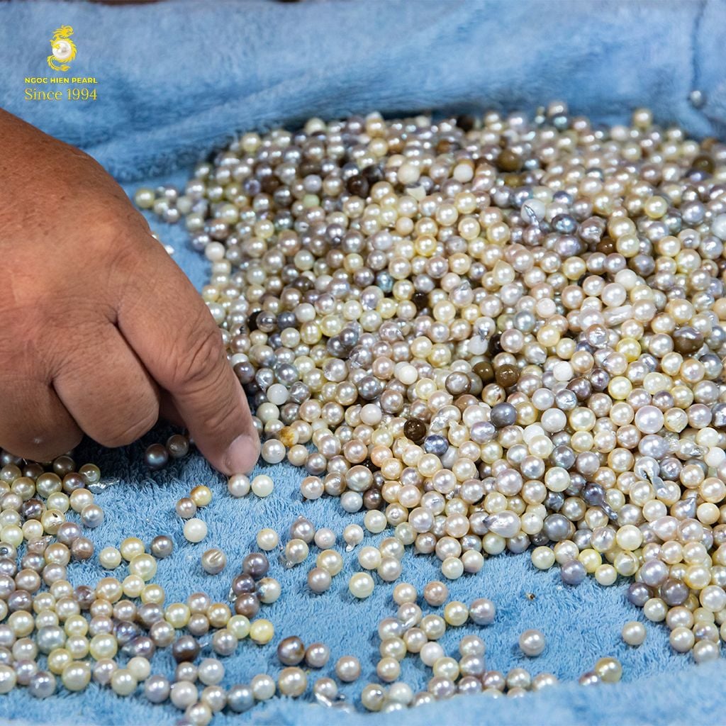 Kỹ Thuật Nuôi Cấy Ngọc Trai: Bí Mật Từ Khâu Chọn Trai Giống Đến Thu Hoạch