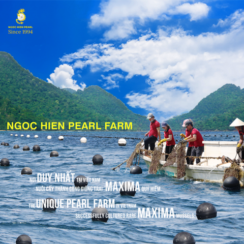 Ngọc trai Maxima: Hành trình đến với Ngoc Hien Pearl
