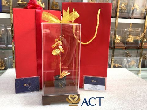 Tìm hiểu về chậu Lan 1 cành dát vàng ACT GOLD