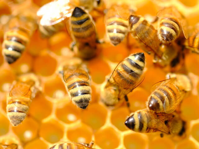 Khám phá 16 tác dụng của sữa ong chúa với sức khỏe và làm đẹp bạn cần biết