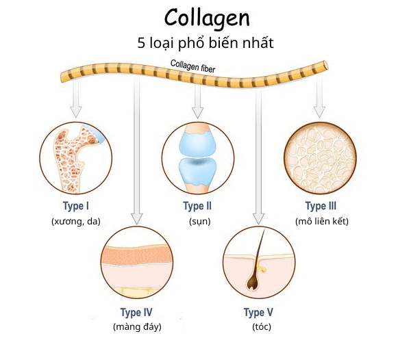 Các loại collagen phổ biến nhất