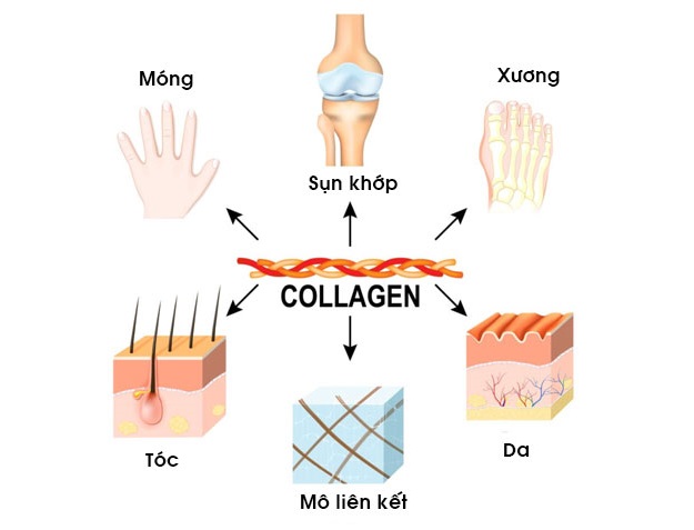 Collagen là loại protein dồi dào nhất khi chiếm tới 1/3 lượng protein của cơ thể