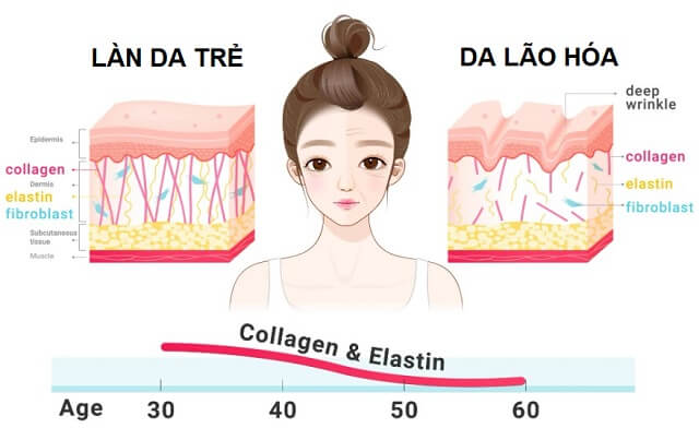 tác dụng của collagen với làn da