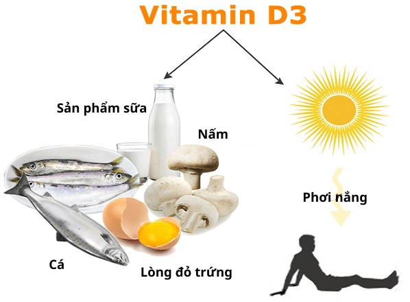 Vitamin D3 (còn gọi là Cholecalcifero) là một trong 5 dạng tự nhiên của vitamin D
